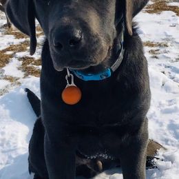Dilute Retriever All Grown Up from Crowley’s Ridge Silver Labs