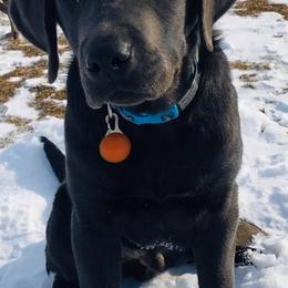Dilute Retriever All Grown Up from Crowley’s Ridge Silver Labs
