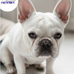 Chole - French Bulldog