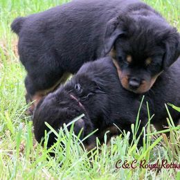 Rottweiler Puppies from C&C Royal Rottweilers