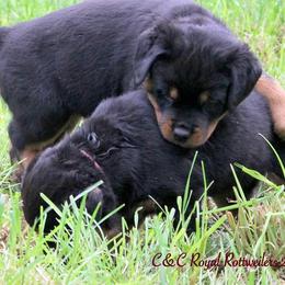 Rottweiler Puppies from C&C Royal Rottweilers