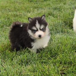Tigers Eye - Black and white male Pomsky puppy in Clarkston, Utah from Red Rock Ranch Breeders