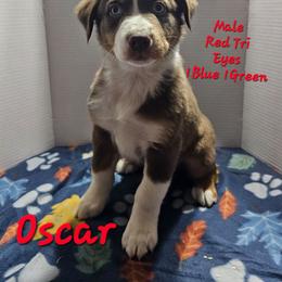 Oscar - Red tri-color male Australian Shepherd puppy in Crestline, Ohio from High Desert Aussies