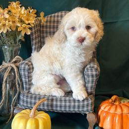 Jack - green collar - Caramel cream male Australian Labradoodle puppy in Caldwell, Idaho from Leila Pearson