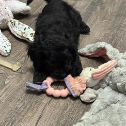 Male 5 - Black male Cockapoo puppy in Dahlonega, Georgia from Loveable Cockapoos