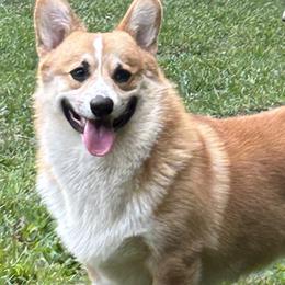 Romeo - Pembroke Welsh Corgi