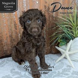 Dune - Cream Collar - Brown and white male Aussiedoodle puppy in Oxford, Alabama from Magnolia Grove Doodles
