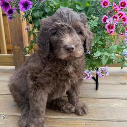 Lucky - Brown and white male Saint Berdoodle puppy in Chicago, Illinois from Gentle Giant Saint Berdoodles