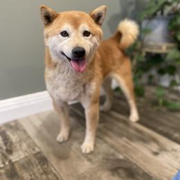 Kodi - Shiba Inu