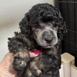 Purple - will be Silver Phantom - Phantom female Poodle puppy in Simms, Texas from Donna’s Aussies & Pink Heart Poodles