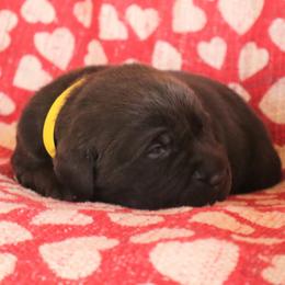 Rebel - Chocolate male Labrador Retriever puppy in Camden, Indiana from Camden's Caring Canines