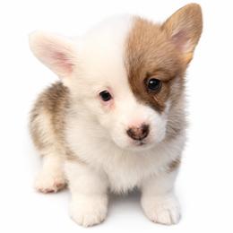Sweet Potato - Red female Pembroke Welsh Corgi puppy in Colbert, Washington from Siclair Crowns Corgis