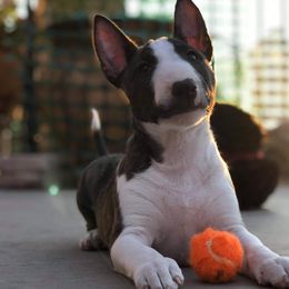 Miniature Bull Terriers from HGKennels