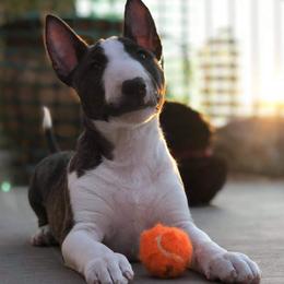Miniature Bull Terriers from HGKennels