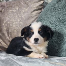 Nova - Black tri female Miniature Australian Shepherd puppy in Killen, Alabama from Wilkers Wholehearted Mini Aussies