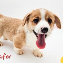 Wafer - Red male Pembroke Welsh Corgi puppy in Kiowa, Colorado from Cool Water Corgis LLC