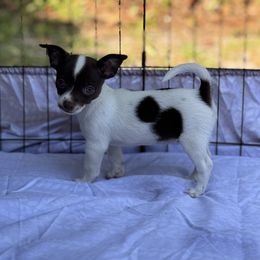 Chihuahua Puppies from Little Paws