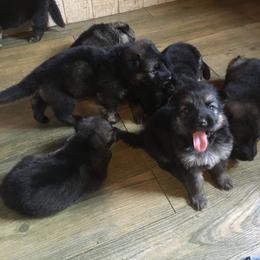 German Shepherd Puppies from Hacker Haus GSDs