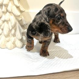Tommy - Dapple male Dachshund puppy in Jurupa Valley, California from Divine Doxies