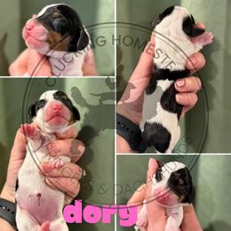Dory - Piebald female Dachshund puppy in Fond Du Lac, Wisconsin from Clucking Homestead Springers & Dachshunds
