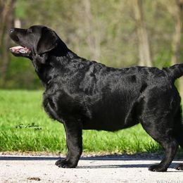 Labrador Retrievers from Raynefall Labradors