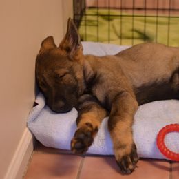 German Shepherd Puppies from Sternenlicht Kennel