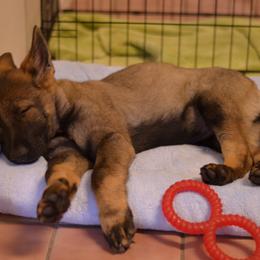 German Shepherd Puppies from Sternenlicht Kennel