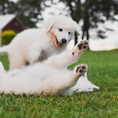 Border Collie, Bordoodle, and Maremma Sheepdog Puppies from 2J 2K Border Collies
