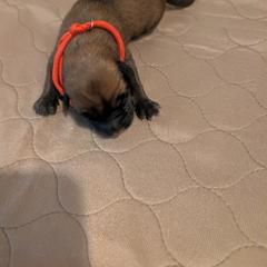 Girl 2 - Mahogany female Belgian Malinois puppy in Paynes Corner, Virginia from Von-Zito Belgian Malinois