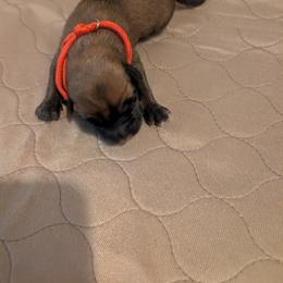 Girl 2 - Mahogany female Belgian Malinois puppy in Paynes Corner, Virginia from Von-Zito Belgian Malinois