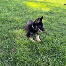 Banjo, Green Collar Male - Black and tan male German Shepherd puppy in Milan, Illinois from Stonewick German Shepherds