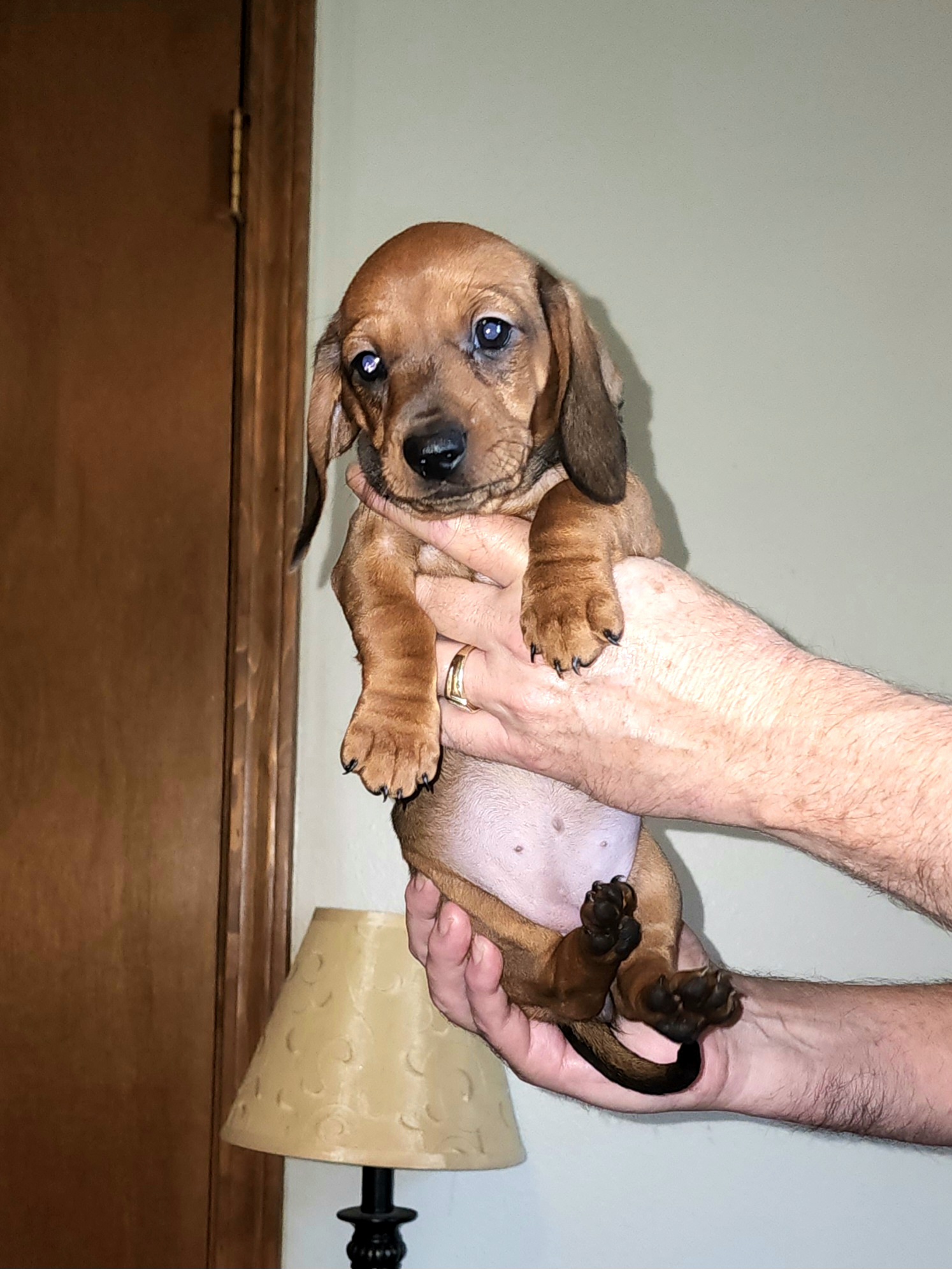 Dachshund Puppies from Cains Dachshunds