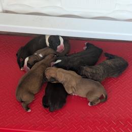 Second choice boy - Brindle male Boxer puppy in New Holland, Pennsylvania from Shady Rill puppies