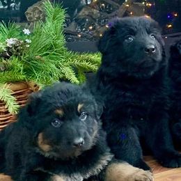 German Shepherds from BOCCI Shepherds
