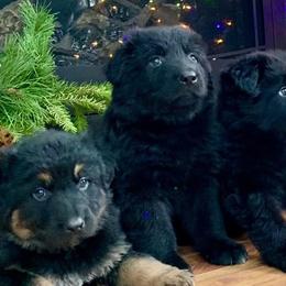 German Shepherds from BOCCI Shepherds