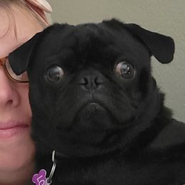 Lola - Pug