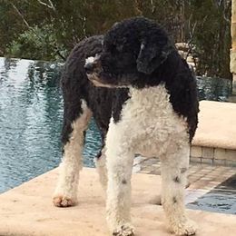 Portuguese Water Dogs from Rhonda's Portuguese Water Dogs