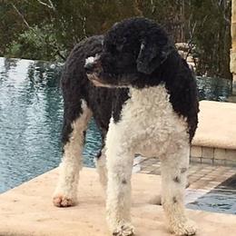 Portuguese Water Dogs from Rhonda's Portuguese Water Dogs