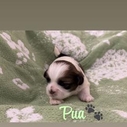Púa - Black gold and white male Shih Tzu puppy in Pearland, Texas from Pup Paw-lace