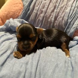 Atlas (AKC Tiny) - Black and tan male Yorkshire Terrier puppy in Fairview, West Virginia from Prims Puppies LLC