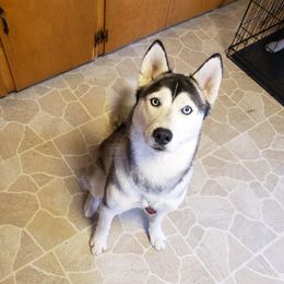 Sophia - Siberian Husky