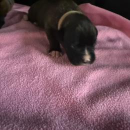 Travis - Brindle male Boxer puppy in Florida from BNF Boxers