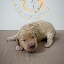 Blanca (white collar) - Cream female Goldendoodle puppy in Murrieta, California from Apricot Poodles & Goldendoodles, LLC