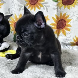 French Bulldog puppies from Majestic Frenchies