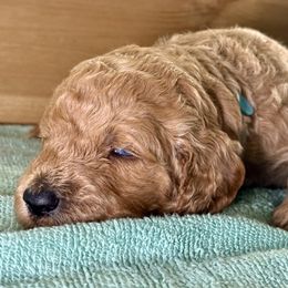 Bear (blue) - Red  male Goldendoodle puppy in Lakeland, Florida from Standard Goldendoodle and Doodles