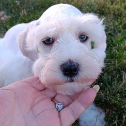 Mr Blue - White male Miniature Schnauzer puppy in Shoshone, Idaho from Debra Kruse's Miniature Schnauzers