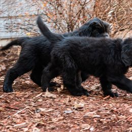 Newfoundland Puppies from Crossroads Newfoundlands