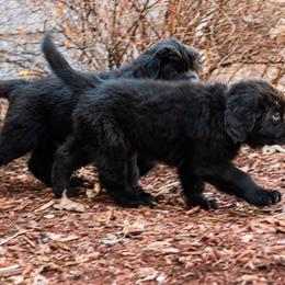 Newfoundland Puppies from Crossroads Newfoundlands