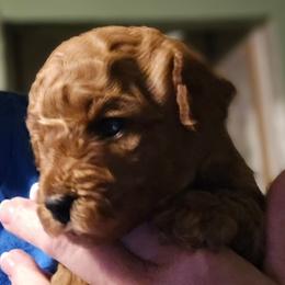 Rowan - Red  male Poodle puppy in Windom, Texas from Wild Farm Puppies
