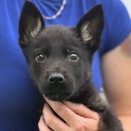Blue collar - Bi-color male German Shepherd puppy in Canterbury, Connecticut from Nachtwaechter German Shepherds, LLC